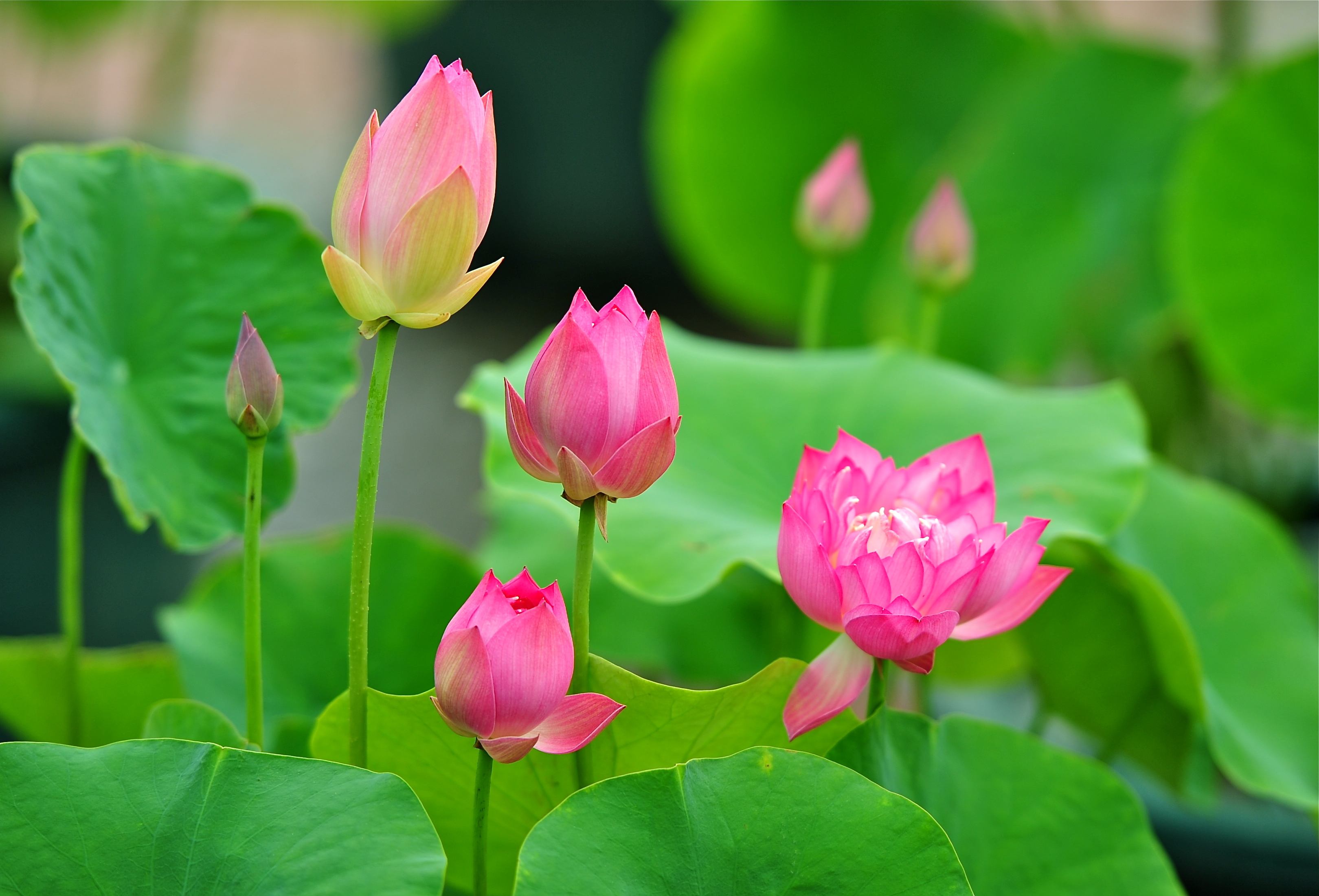 种植盆栽荷花 - 2020年最新商品信息聚合专区 - 百度爱采购