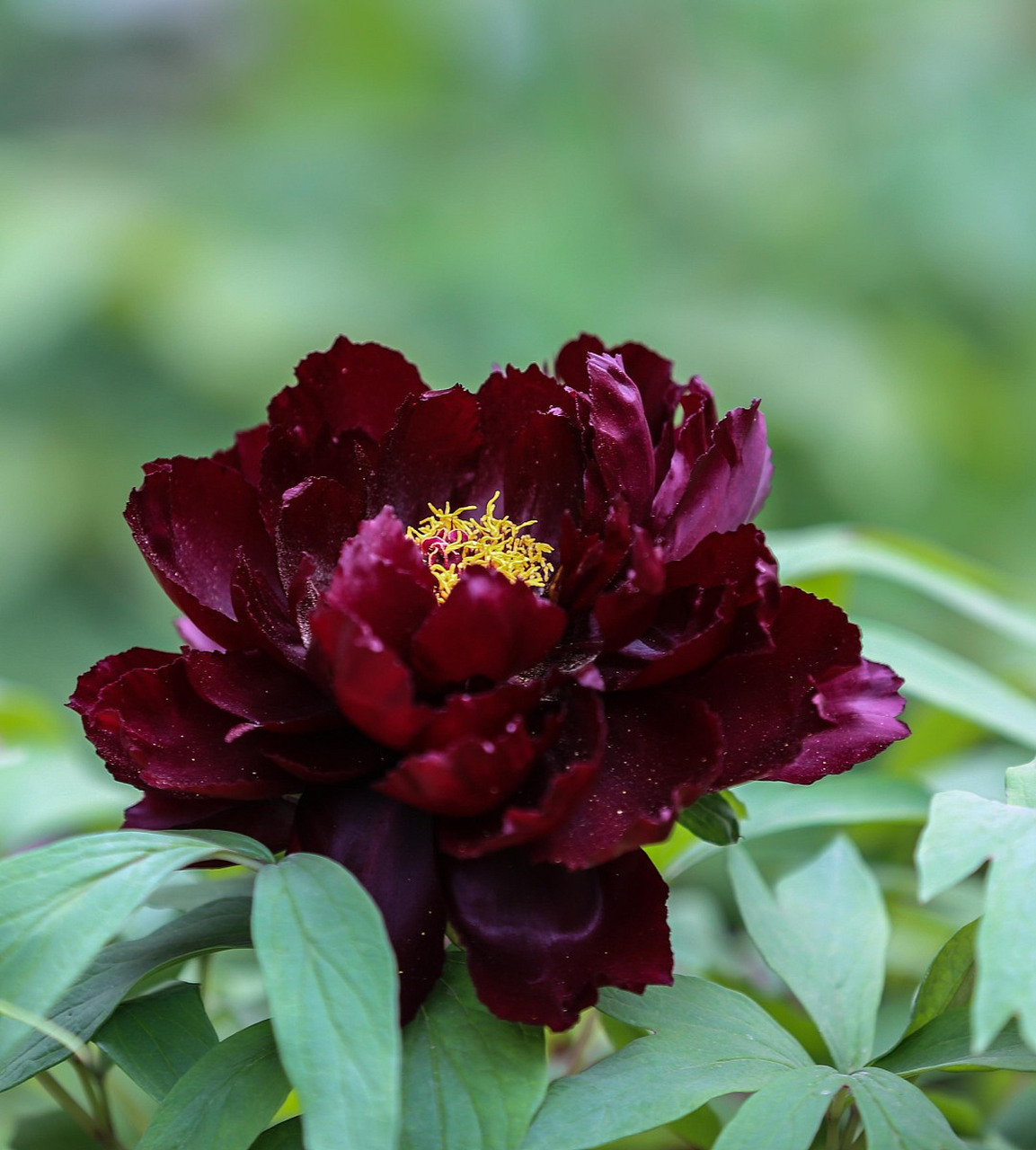 2024年4月12日旅游热点 近日菏泽百花园的黑牡丹"赛墨莲"成了焦点