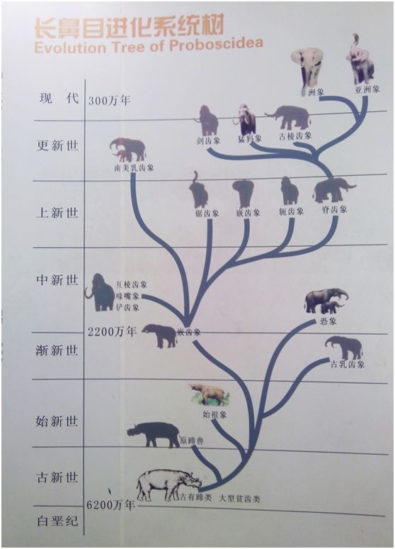 在动物学分类上均隶属于哺乳纲长鼻目象科,它俩的同类长毛象,乳