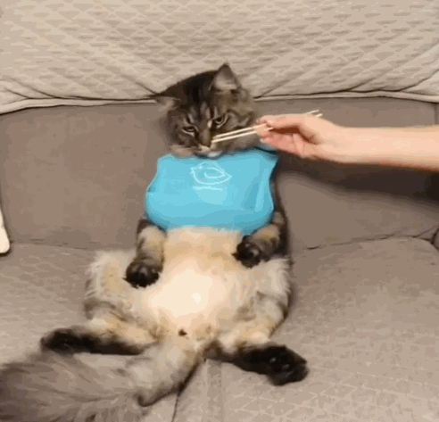 猫咪吃饭需要主人一筷子一筷子喂,网友看后笑喷:这猫真的养不起