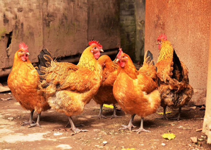 在农村,母鸡半夜打鸣要被杀掉?原来是影射女性!