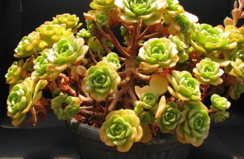 5款景天科多肉,个个都是"香飘飘"!家里养上几盆准没错!