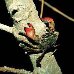 对褶痕相手蟹你了解多少?褶痕相手蟹知识大全