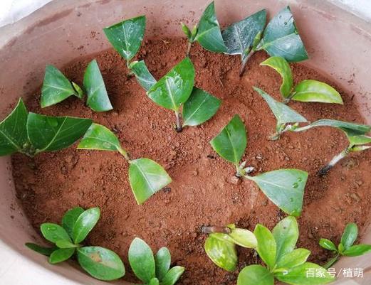 用土豆扦插茶花图片