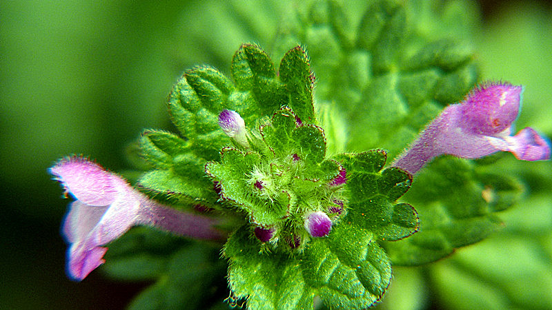 农村的这种野草,有消肿解毒,治疗乳腺增生的作用,知道的人很少
