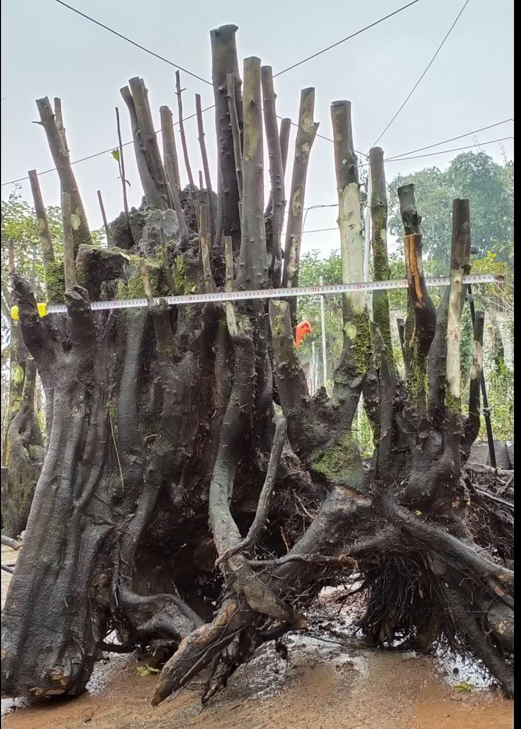 金彈子叢林式盆景對樁的要求很高,圖中這些樁都是叢林式盆景的好素材