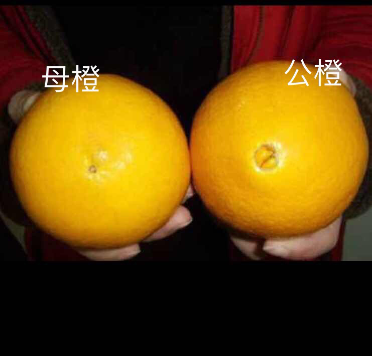 脐橙公母区别图片图片