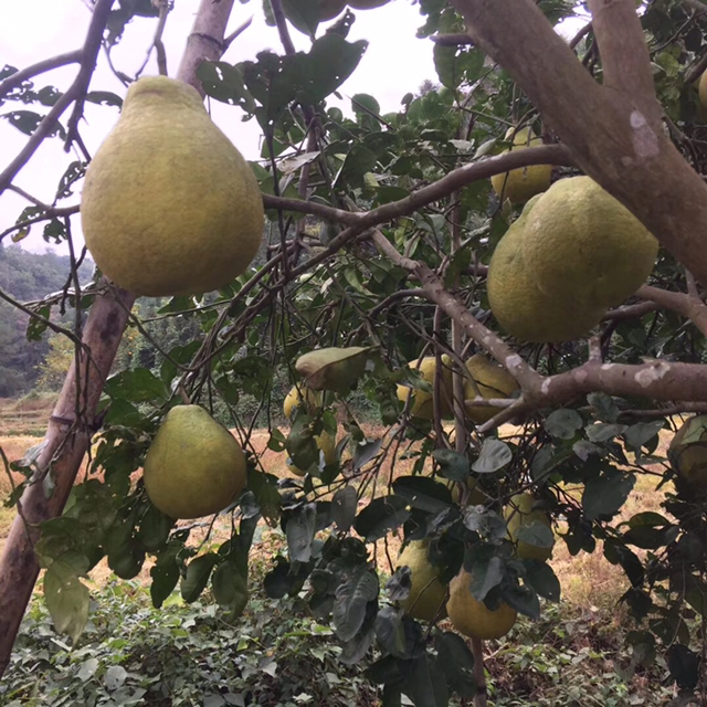 野生柠檬树图片