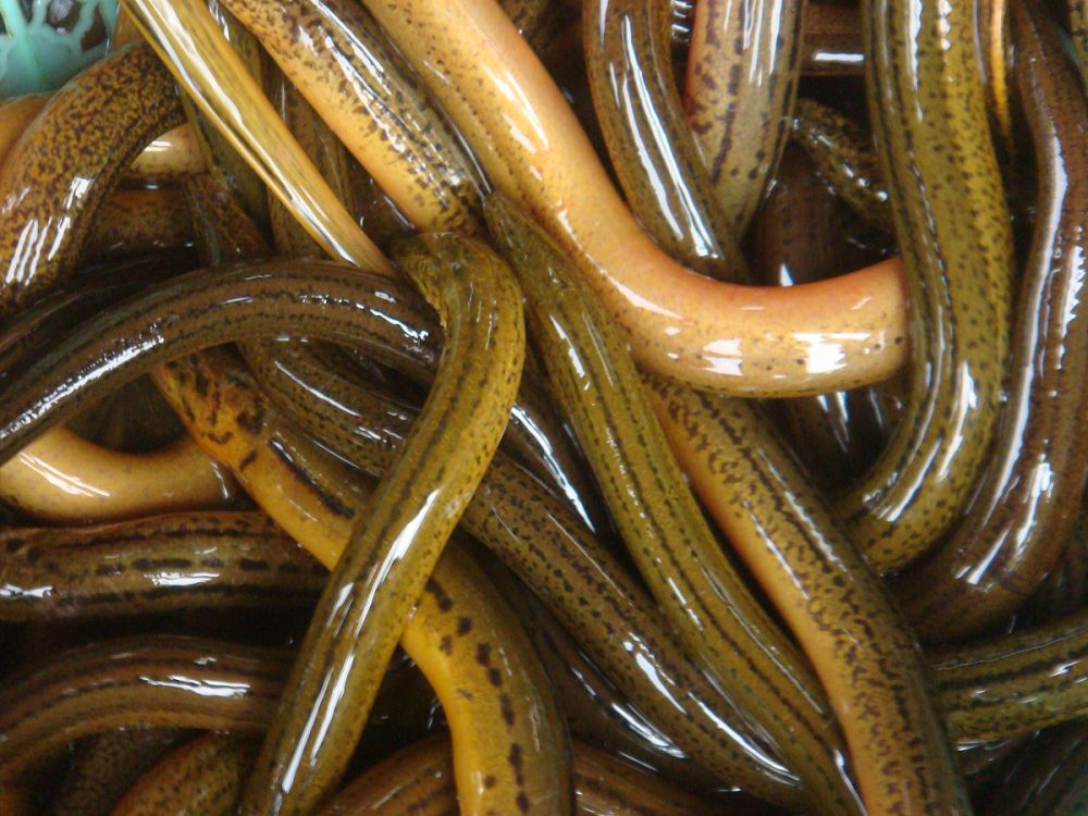 黄鳝- 热门商品专区