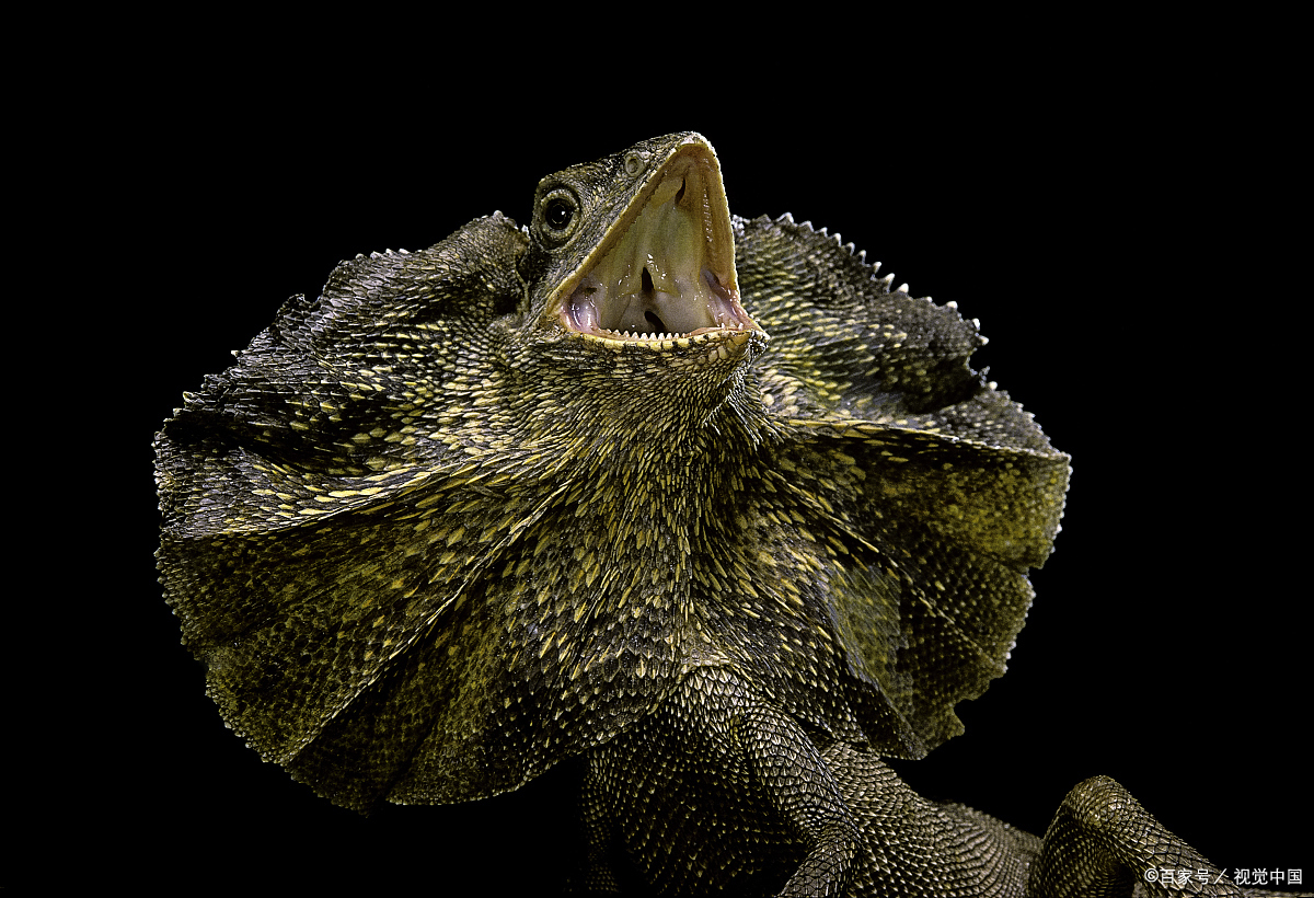 胆小机智伞蜥蜴