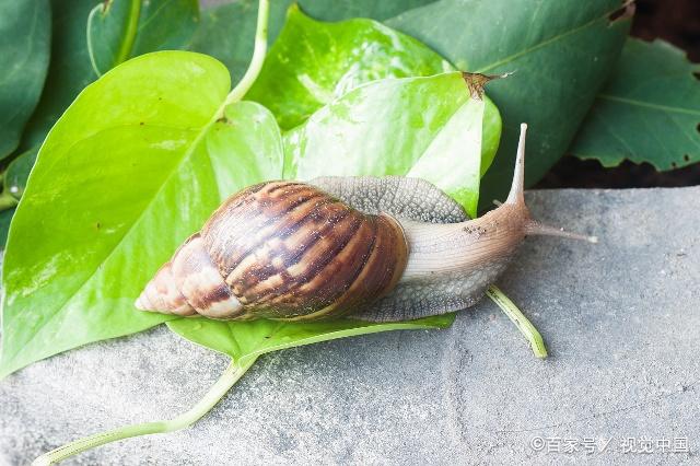 蜗牛的生长环境,你了解多少呢?