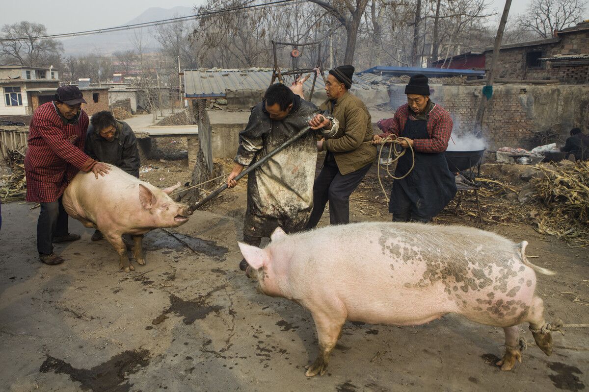 湖北农村做客,正赶上疫情,在亲家家"吃了三头猪",你怎么看?