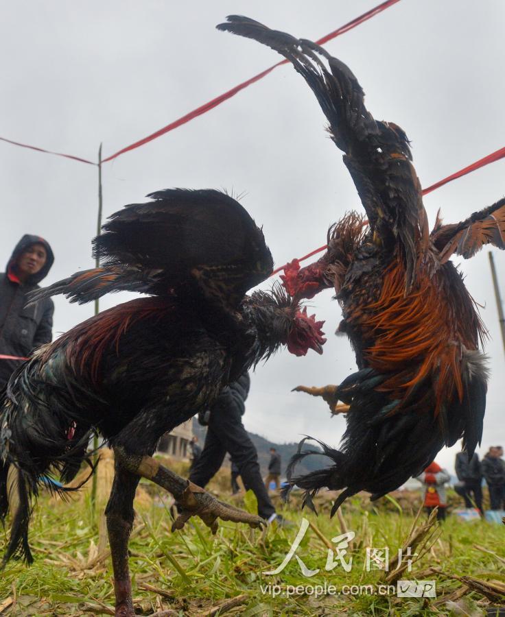贵州凯里:苗族斗鸡闹新春