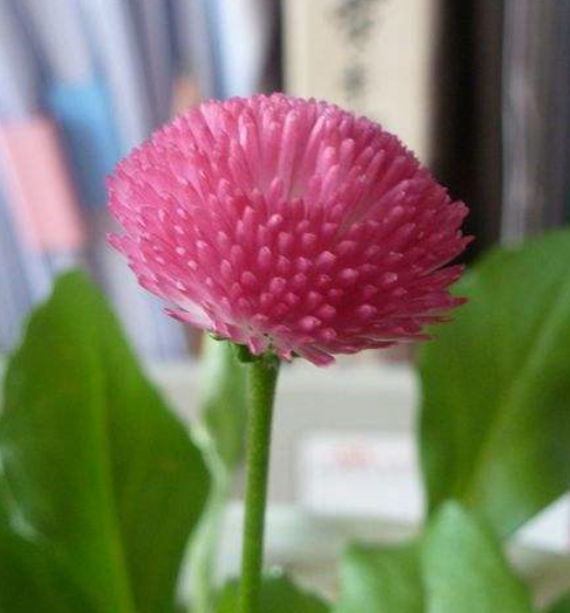 菠菜菊的种植方法和养护