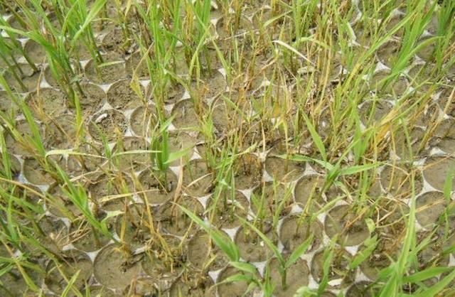 水稻秧苗的抗病能力比较低,无法抵抗病害的侵袭