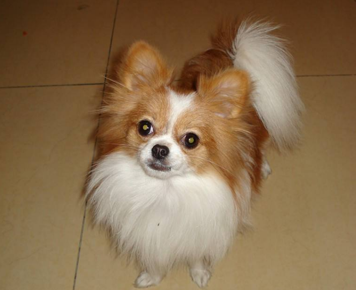 宠物狗:颜值很高蝴蝶犬,萌主们为何不愿意饲养
