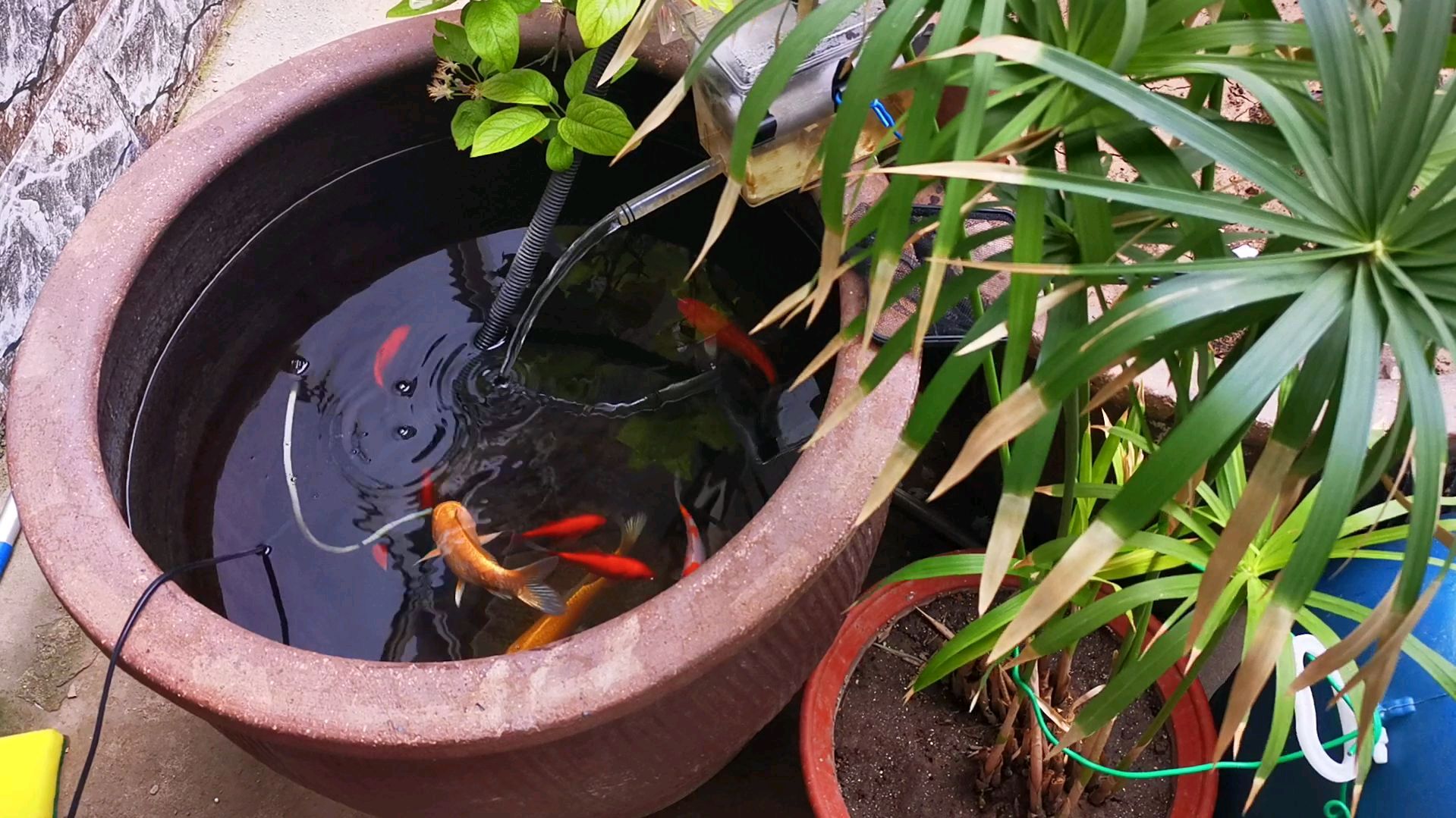 锦鲤白点病怎么治疗