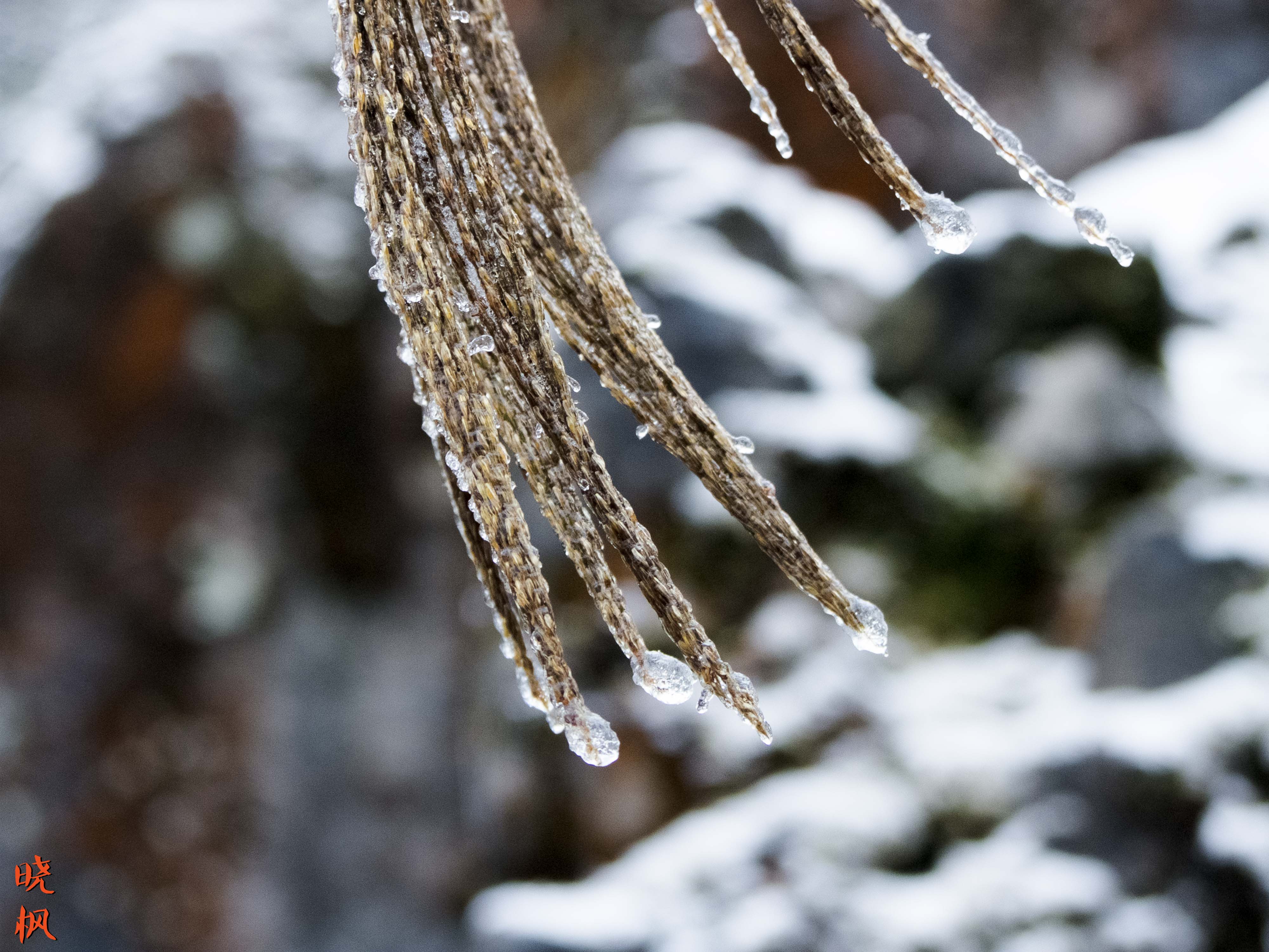 改革开放40周年:走进广安看巨变(六)华蓥山雪