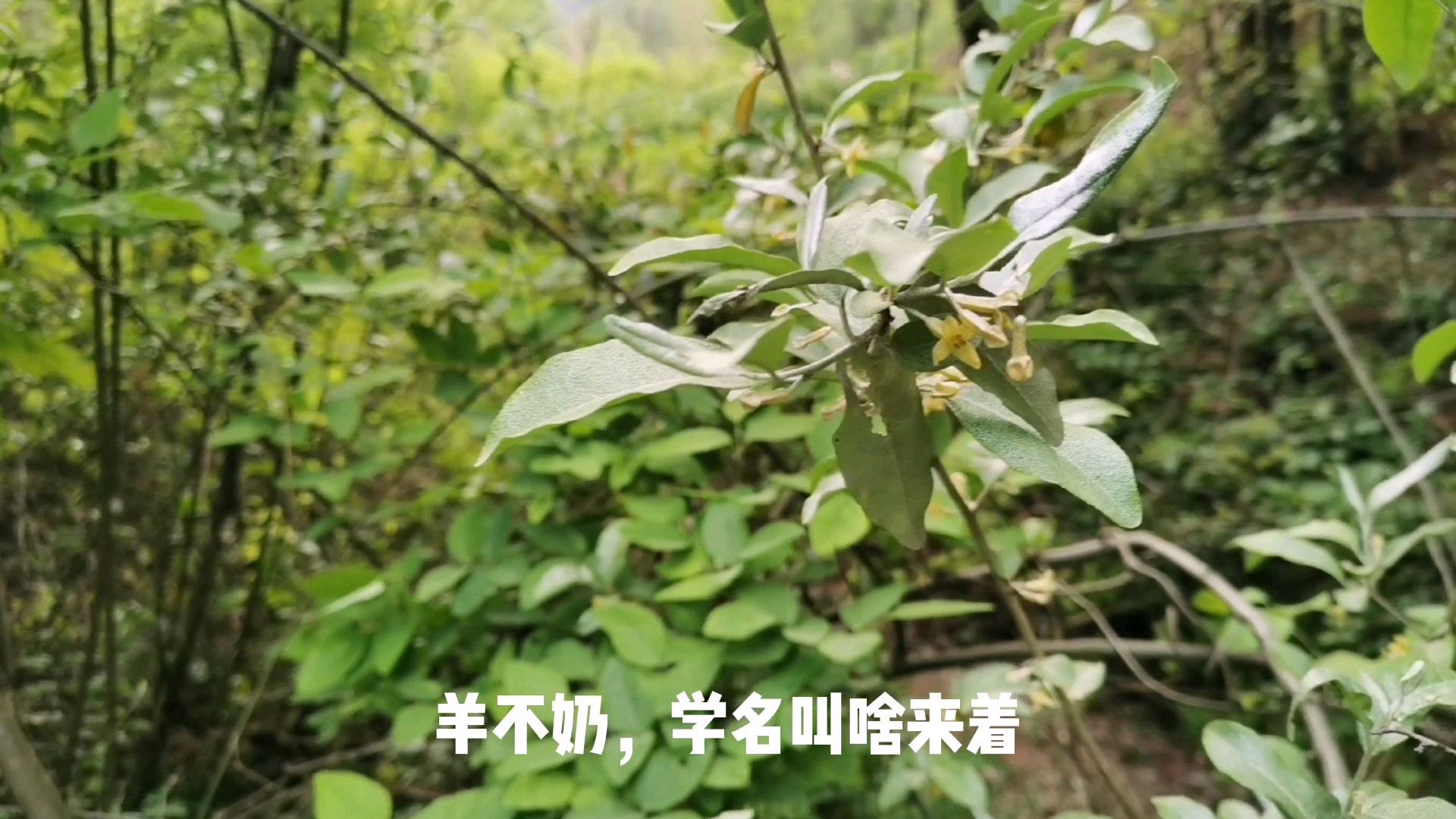 谷雨,“雨生百谷”,山里的野果子也都在长了,看看能认出几种?