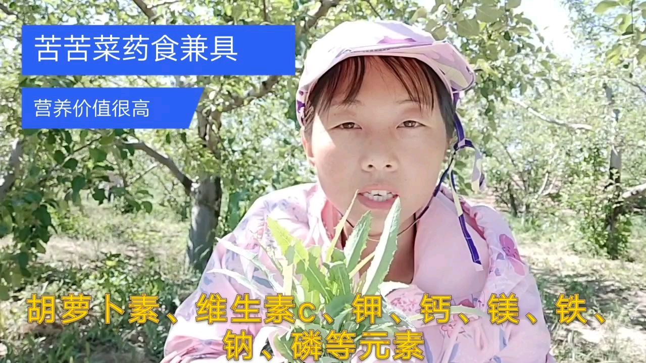 农村地里的苦菜是个“宝”,药食兼具营养价值高,应该怎样辨认