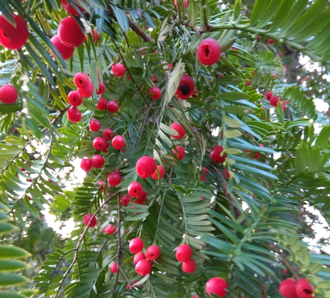 養4年的紅豆杉盆栽不結果怎麼回事?3個因素,紅豆杉也分公母