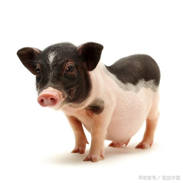小耳花猪虽然个头小,养殖户的收入可不少,8斤重能卖200元