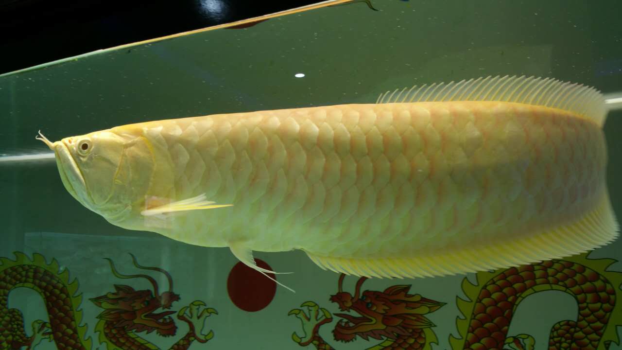 银龙鱼属名贵鱼种,在饲养中需要注意哪些问题?