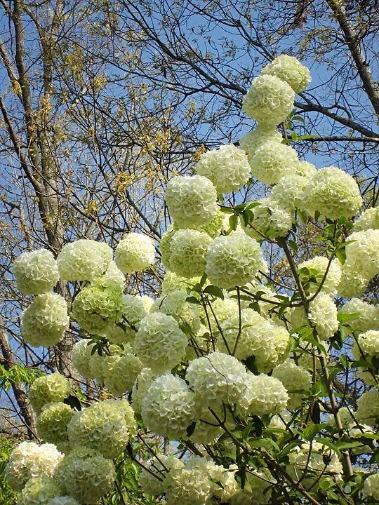 2种"绣球花,花开一团团,一不留神爆成球,特仙气!