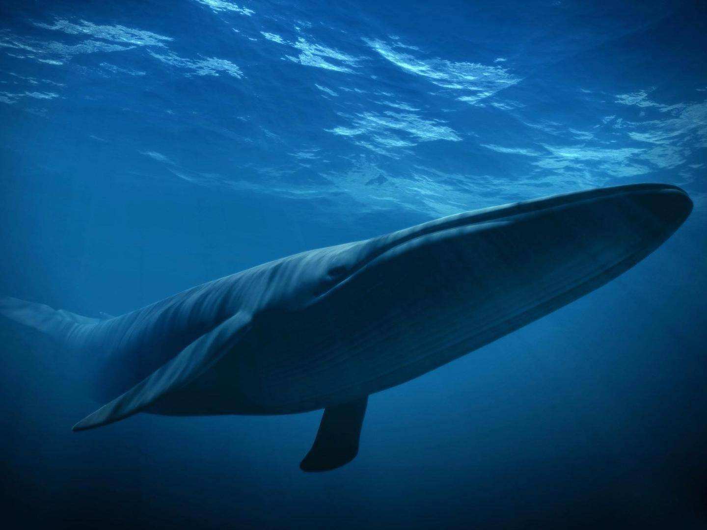 孤岛的鲸唯美图片