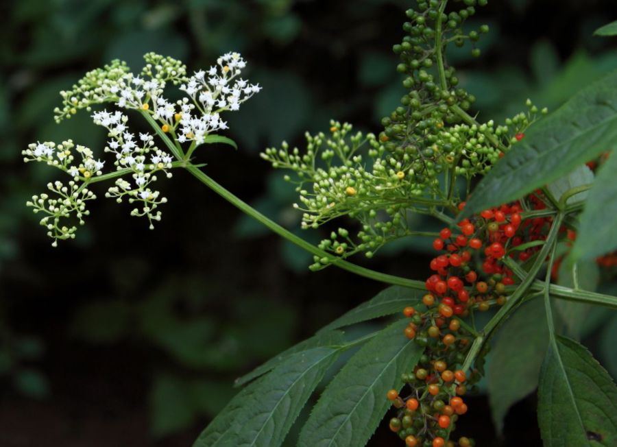 农村野草"走马风",叶子很像薄荷,农民当成杂草,如今却很珍贵