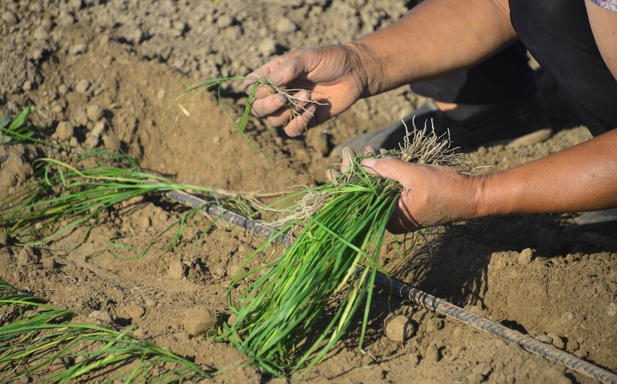 移栽是韭菜种植的关键一步,具体移栽时间要记牢!