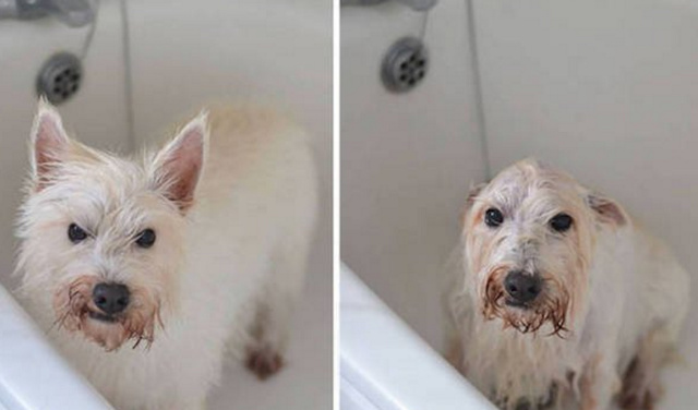 宠物洗澡前后照片 原谅我不厚道的笑了