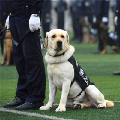 谈警犬:这是一份比友谊更难能可贵的感情