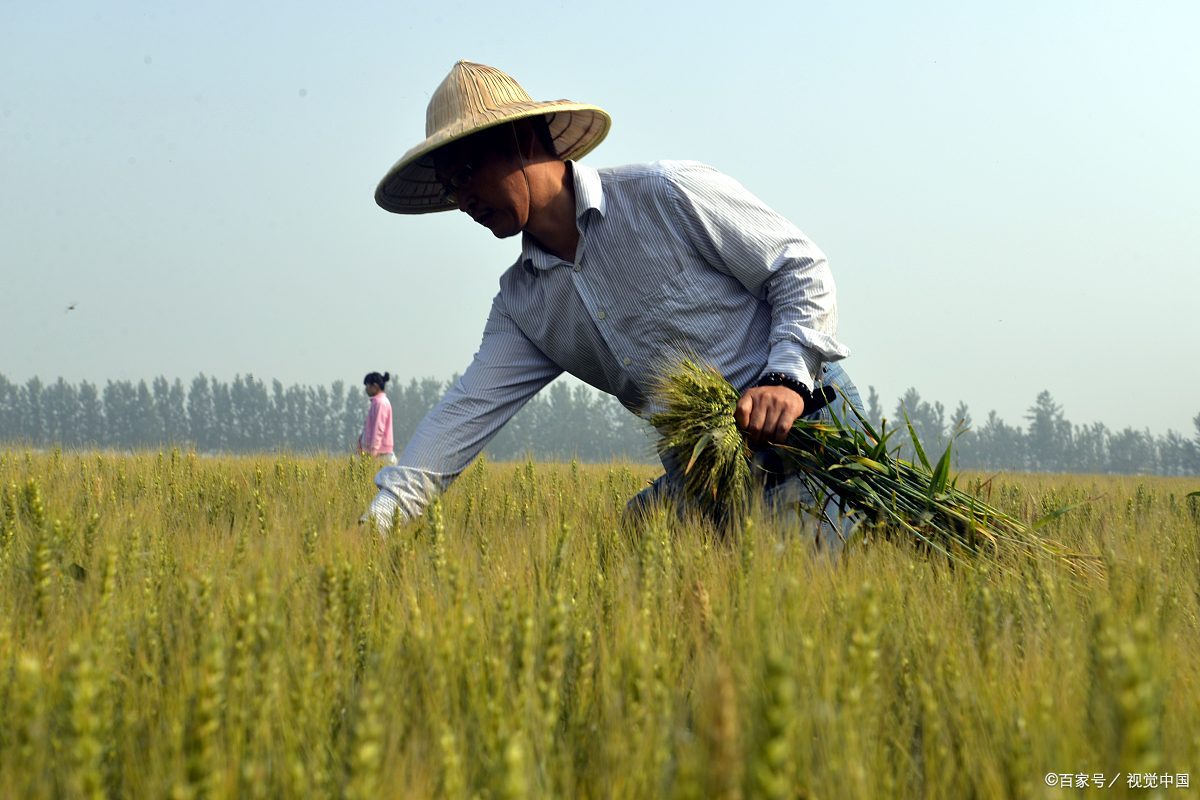 小麦- 热门商品专区