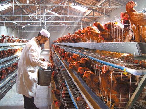 养殖户讲述:饲料鸡半年出栏,一只就赚5块钱,还不如打工