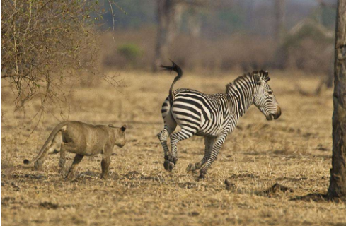 心理测试:你认为哪一只狮子能吃到斑马?测你另一半是不是过客