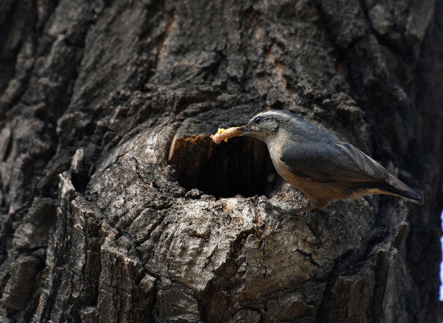 动物趣图# 能利用这个树洞做窝,说明这鸟儿很聪明
