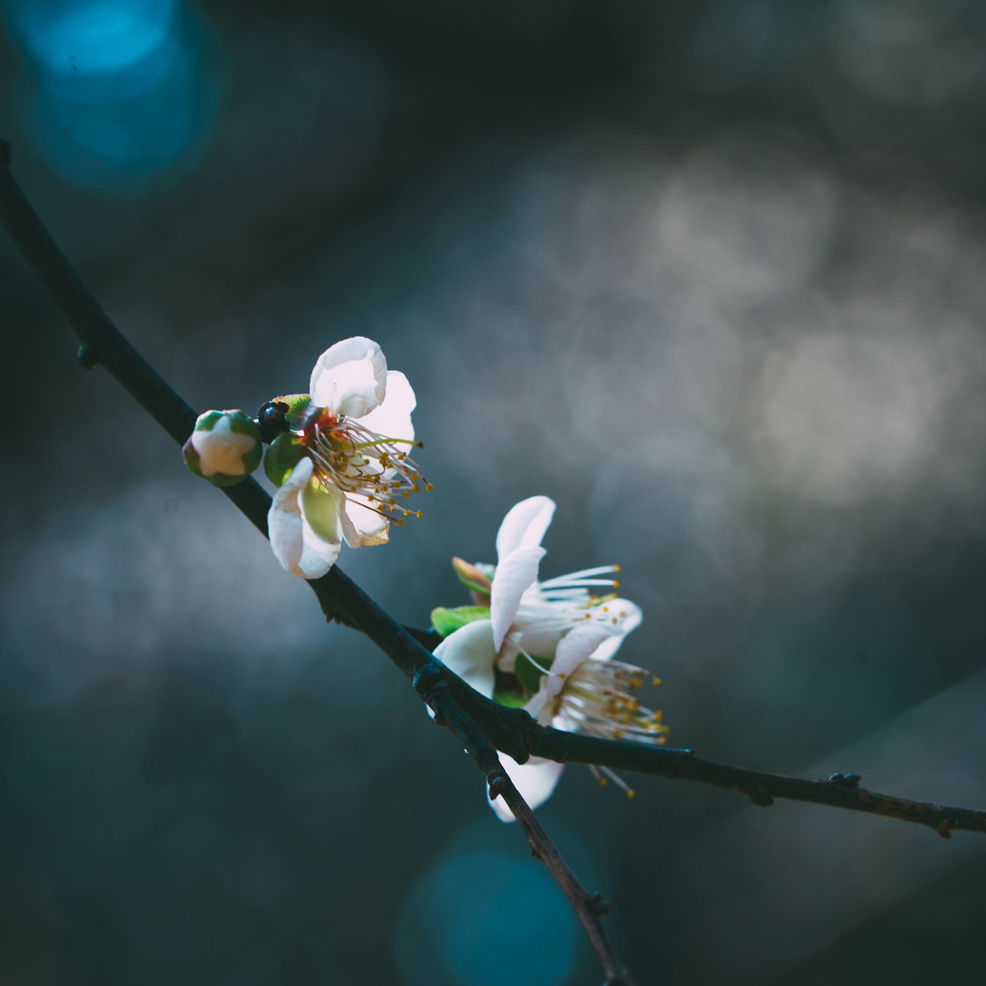 《漂洋过海来看你》苏芒成郑楚上司,二人矛盾不断