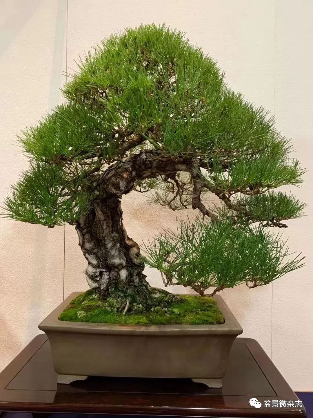 「戴口罩看盆景展」抢先观赏2020年日本第94回国风盆栽展精品