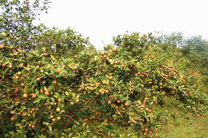 油茶- 热门商品专区