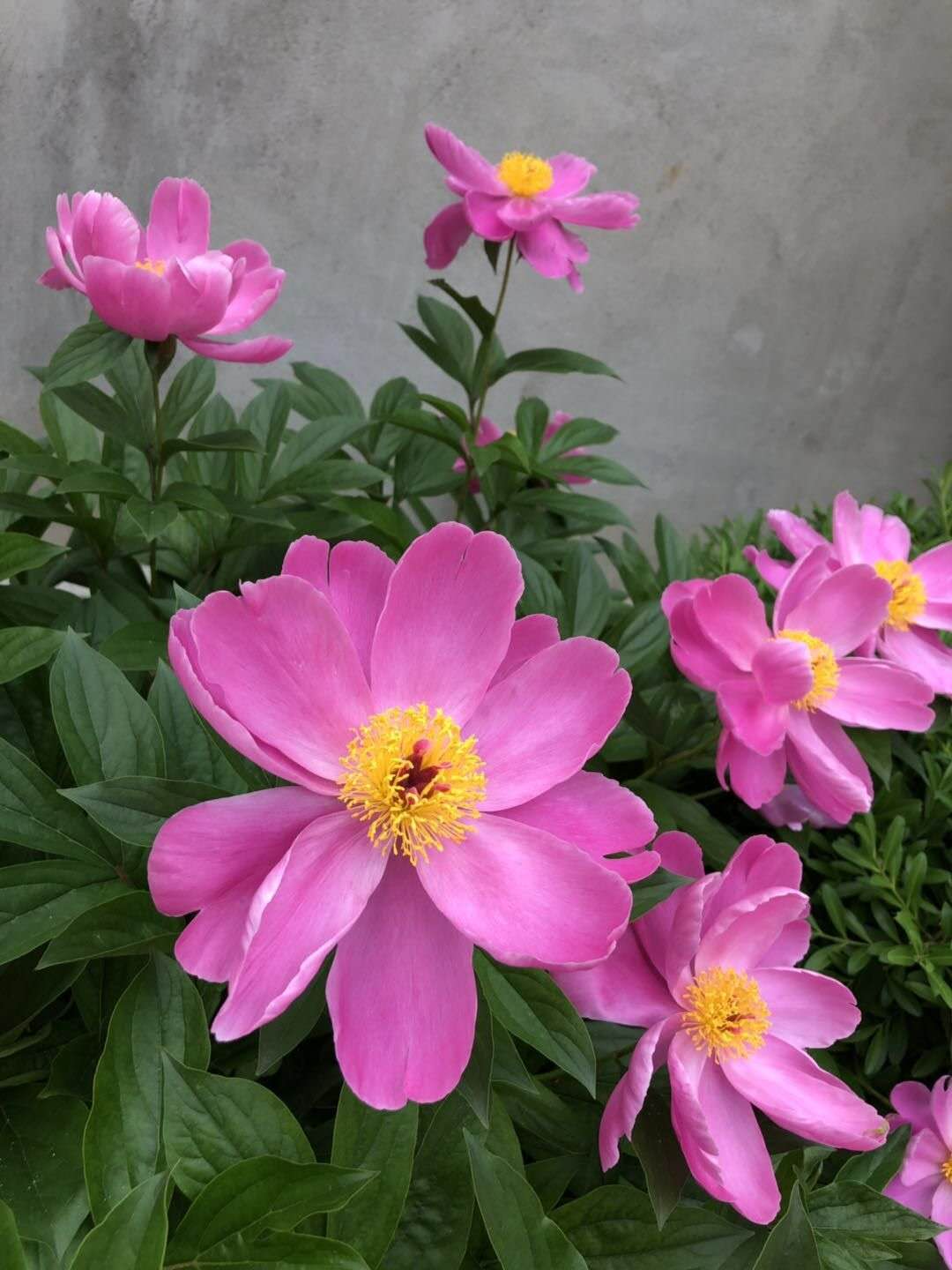 含笑花. 转载自百家号作者:夜话人文