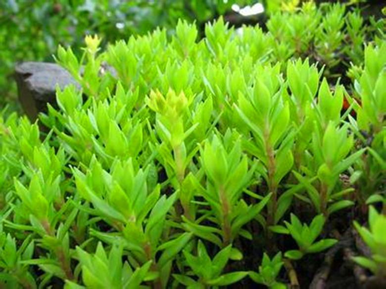 农村这种野生植物,人称"佛指甲",作用非常广泛,遇见要珍惜