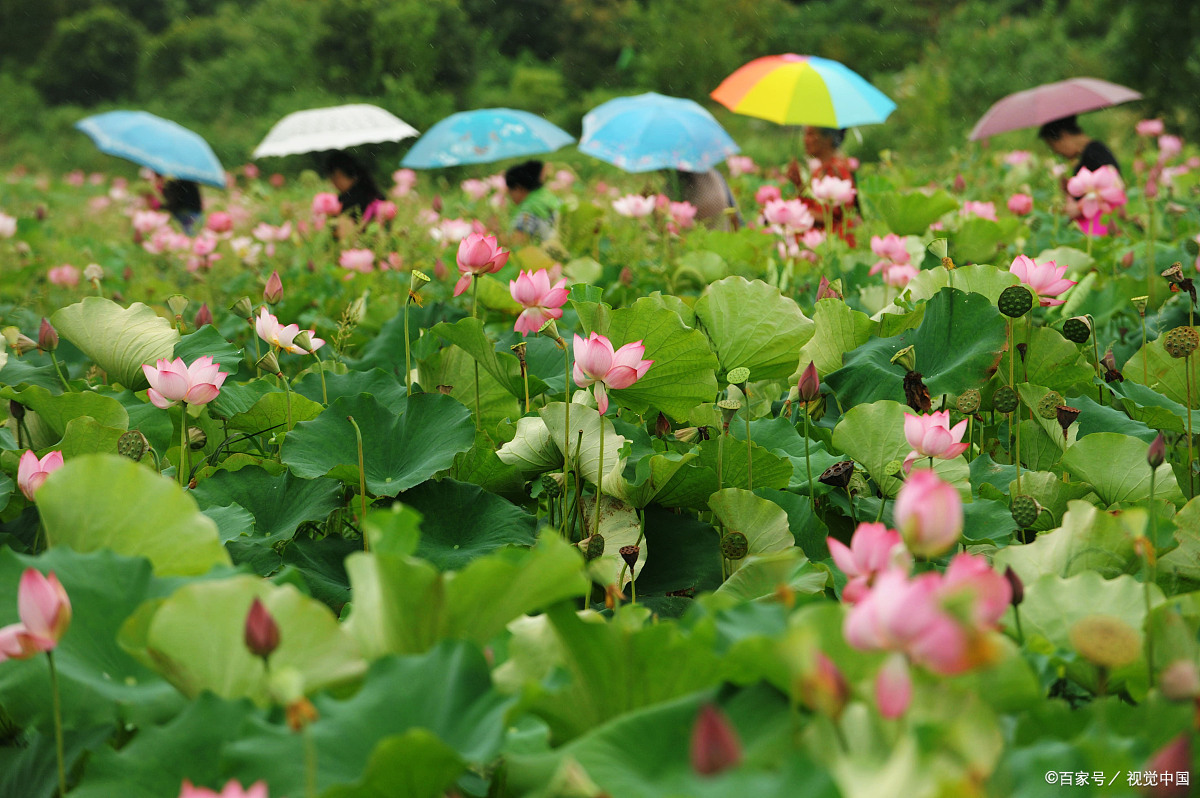 武夷山五夫镇,荷花节夏季,清香超浪漫!