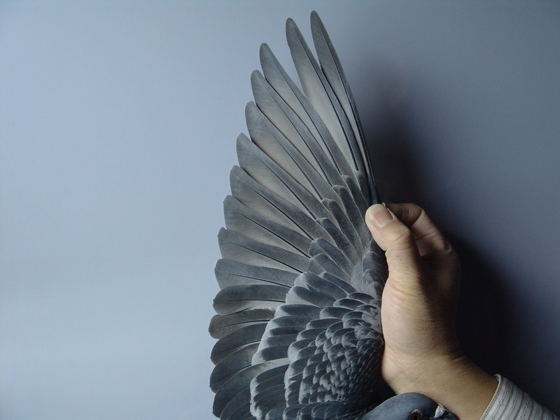 鸽子主羽弯曲怎么办?修复技巧请收好!