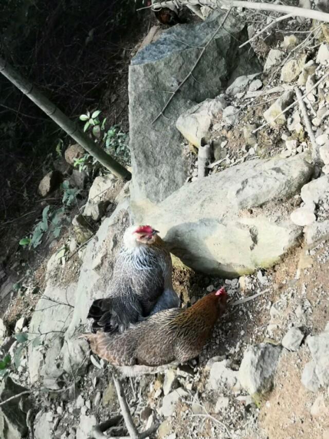 龙胜凤鸡～一种藏在广西大山里面的特殊鸡种