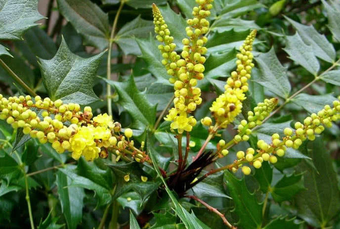 农村这种植物人称"十大功劳",一身是刺,当今珍贵不凡且稀少