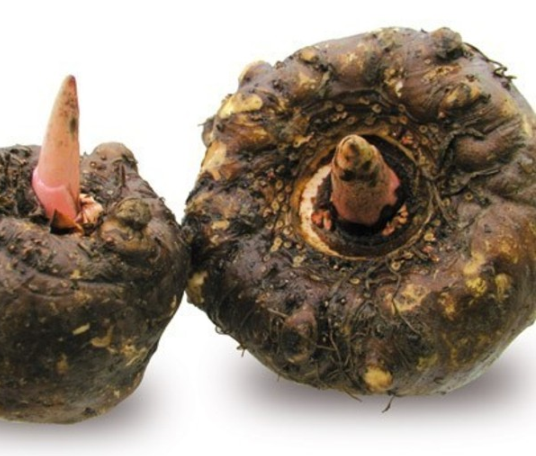 魔芋- 热门商品专区