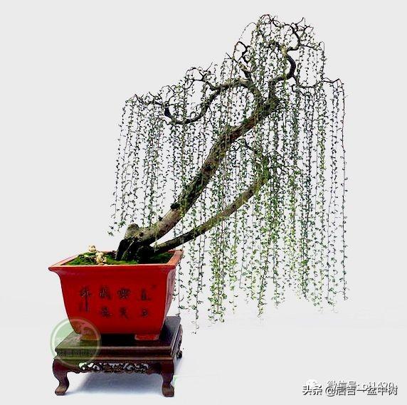 垂枝盆景,独具特色!万条垂下绿丝绦