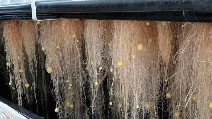 无土种植的土豆