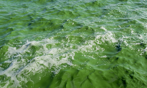 据悉,滇池的绿是因为人类的污染排放,让水体太过于富营养化,使得藻类